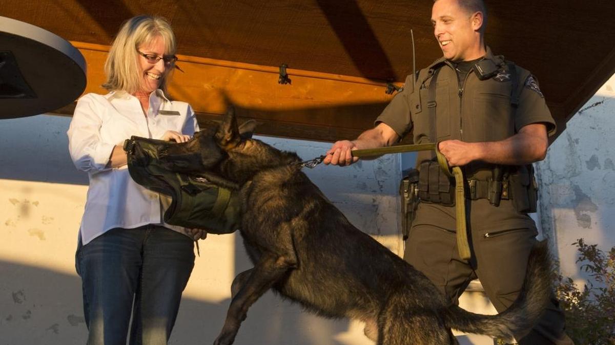 
Deputy Jason Nyhus holds the leash as Hyde checks out his new kevlar vest designed for police dogs at Boundary Bay Brewery on Sept. 30.

