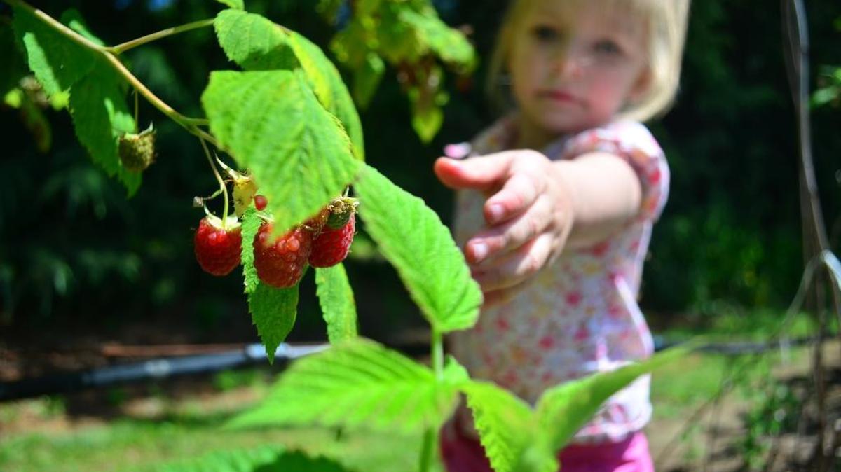 Ava Boyd, 3, reaches for a raspberry July 1, 2013, at Bjornstad Farm. .