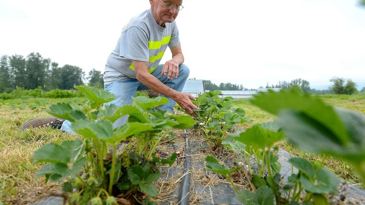 Sam Grubbs looks at some of his strawberry plants at his farm, Bellingham Country Gardens on the Kelly Road east of Bellingham, Thursday, May 5, 2016. Although some of his strawberry plants from last year already have berries on them, the majority of his crop will be ready for u-pick by June.