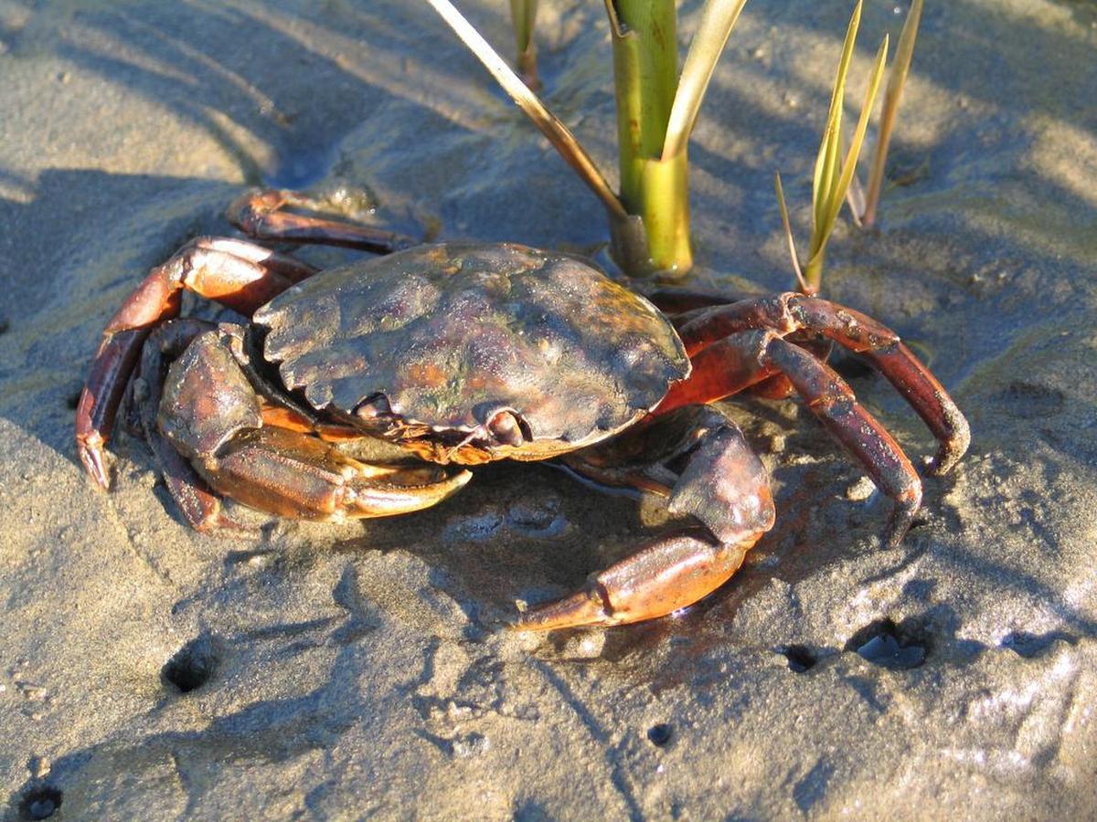 Scientists are asking for help to keep the invasive European green crab from taking hold in Puget Sound in Washington state.
