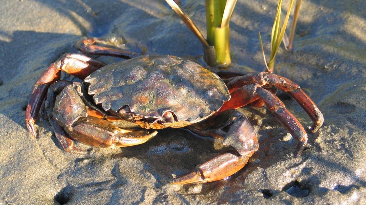 Scientists are asking for help to keep the European green crab from invading Puget Sound in Washington state.
