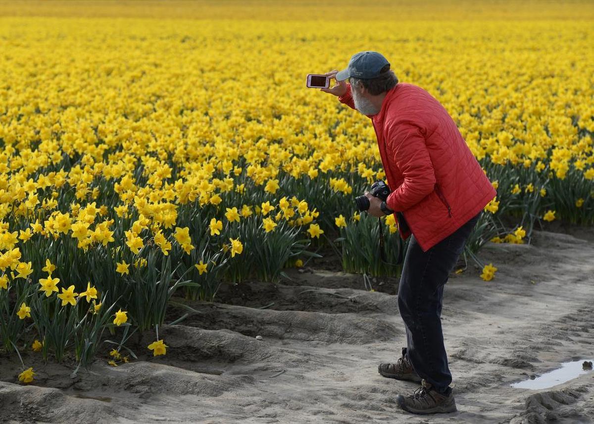 A visitor photographs a daffodil field off the Best Road in Skagit Valley in 2016. Daffodils bloom before the tulips the valley is best known for.