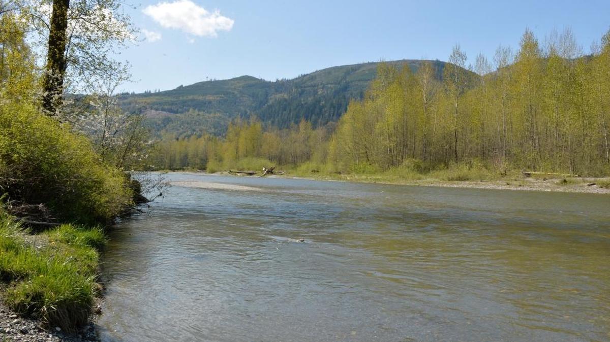 The south fork of the Nooksack River near Acme, April 17, 2015. The Washington state Supreme Court recently ruled that Whatcom County must make sure there is enough available water before issuing permits for new developments in rural areas, in part to protect salmon-bearing streams like the Nooksack.