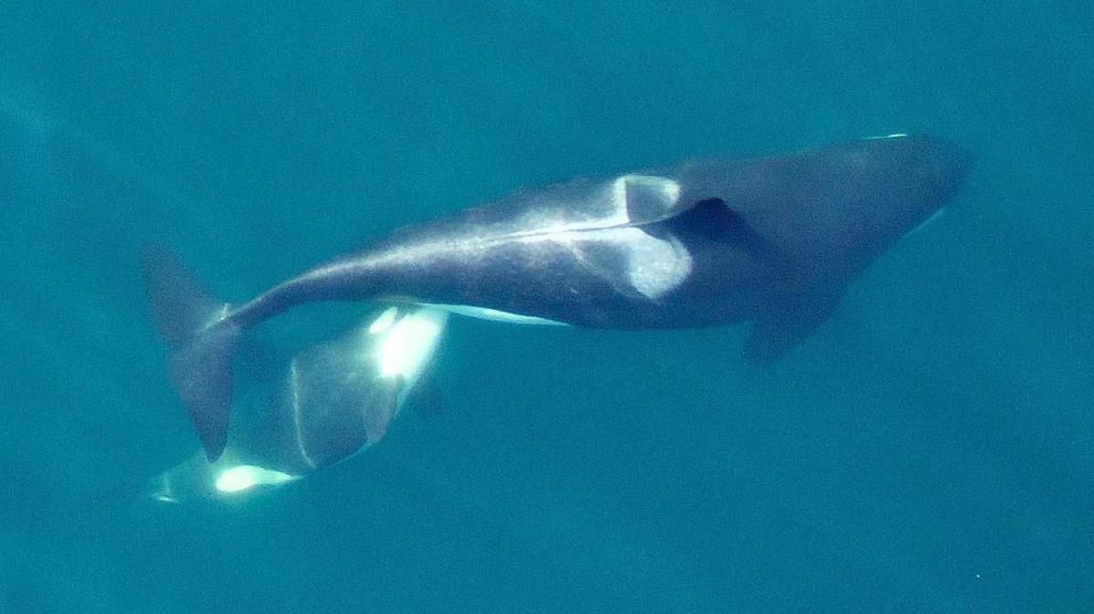 An adult female southern resident killer whale, L94, nurses her calf. Note the distinctive saddle patch on the mother. This allows scientists to recognize individual whales in photographs. The photo was taken by a specially built drone called a hexacopter from above 90 feet.