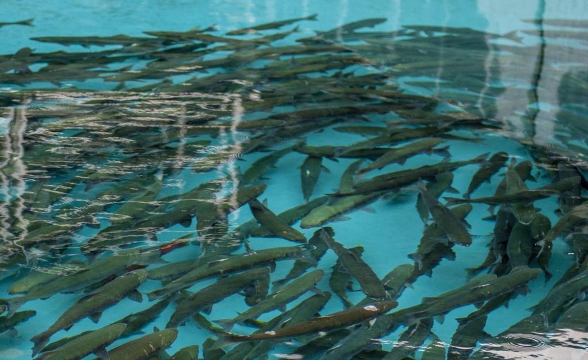 Salmon at the Baker River Hydroelectric Project, Puget Sound Electric’s largest hydropower facility.