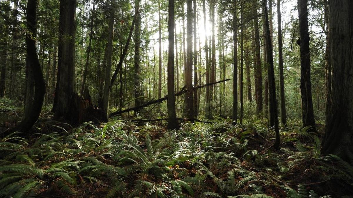 A view of Chuckanut Ridge from Feb. 4, 2013. A judge rejected a group’s claim that the park district created to help purchase the land and the tax for it were illegal.