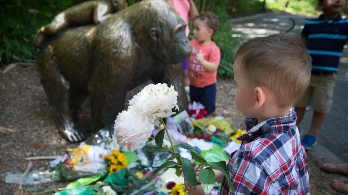 A boy brings flowers to put beside a statue of a gorilla outside the shuttered Gorilla World exhibit at the Cincinnati Zoo & Botanical Garden, Monday, May 30, 2016, in Cincinnati. A gorilla named Harambe was killed by a special zoo response team on Saturday after a 4-year-old boy slipped into an exhibit and it was concluded his life was in danger.