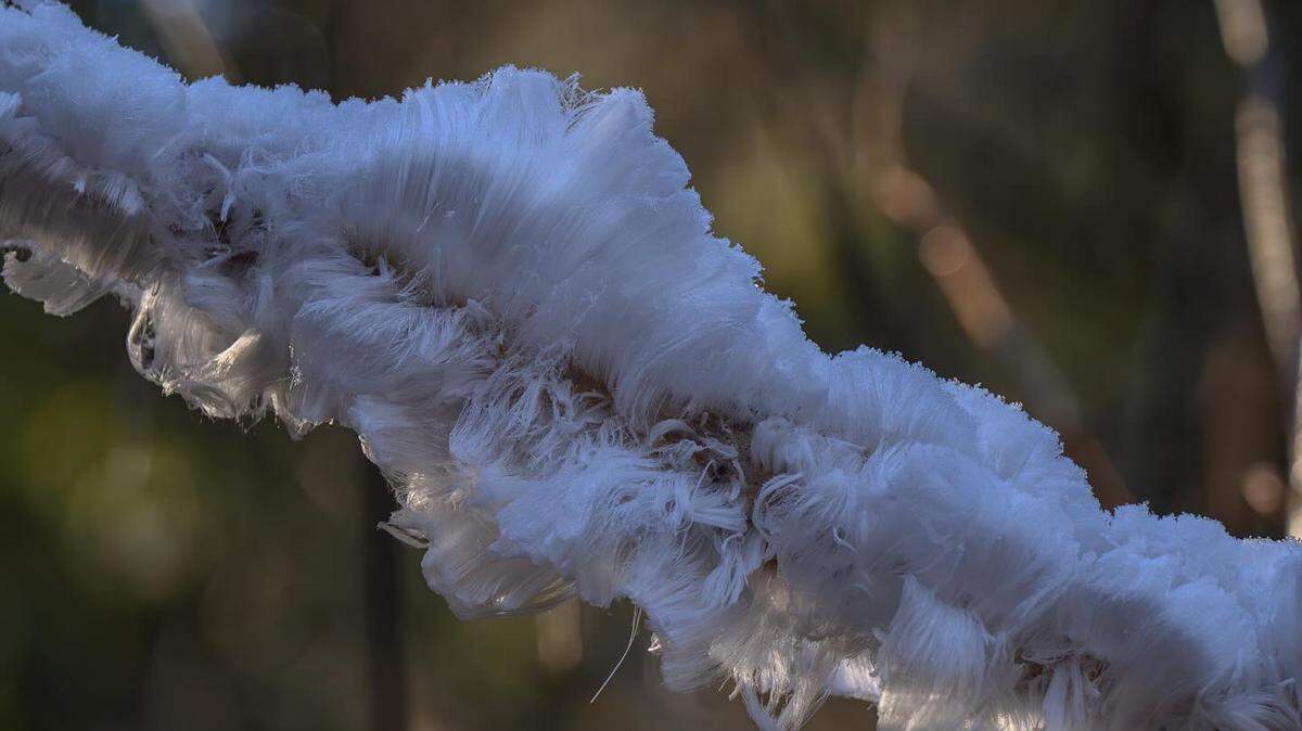 A Washington-based photographer captured hair ice on camera in Whatcom County.