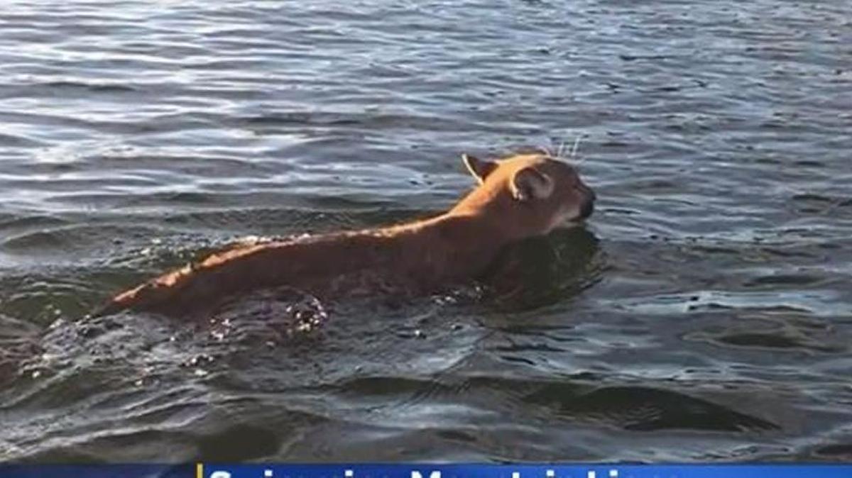 One of two mountain lions swimming across the Pit River arm of Shasta Lake gets close to a boat crewed by Kevin Alexander and his son Blake on Sunday, Nov. 13, 2016.