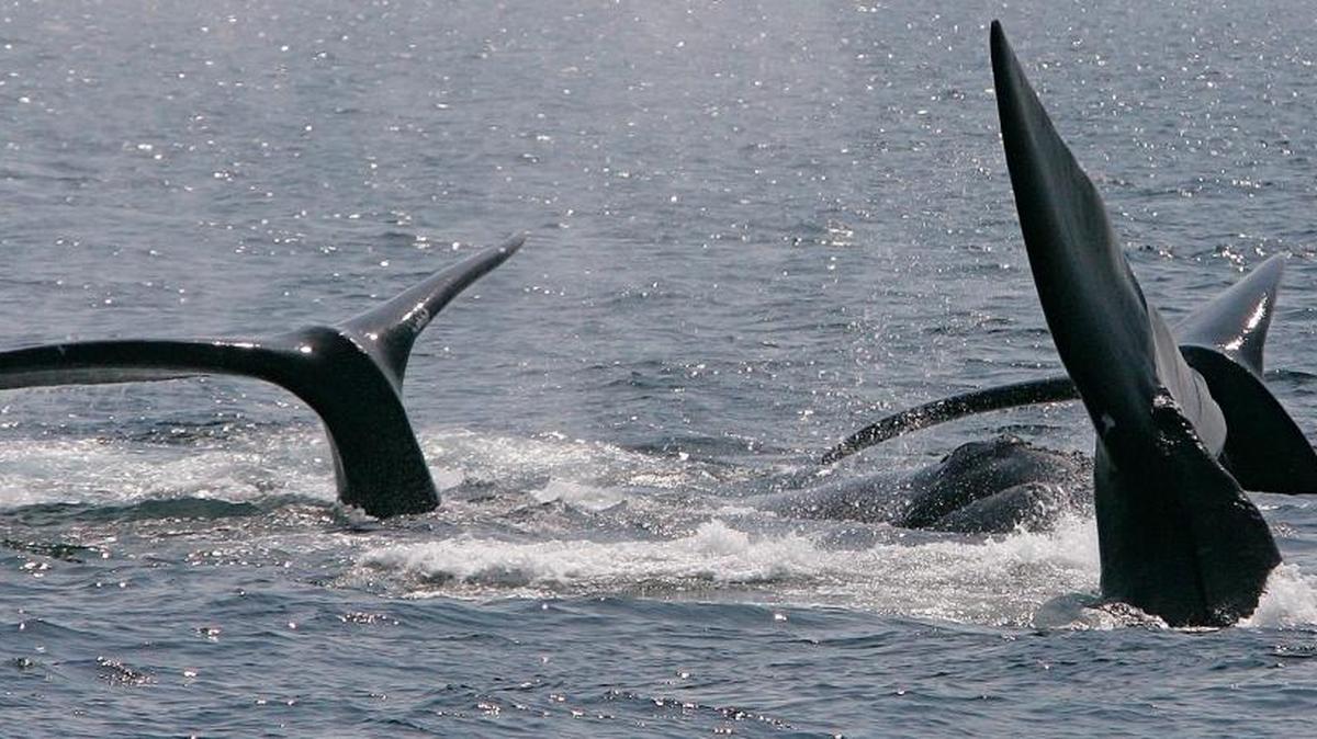 FILE - This April 10, 2008 file photograph shows three right whales cresting their tails on the surface near Provincetown, Mass., in Cape Cod Bay. A study off the Massachusetts coast has concluded that increasing amounts of underwater noise, largely from shipping traffic, is surrounding rare right whales in an “acoustic smog,” making it harder for them to communicate.
