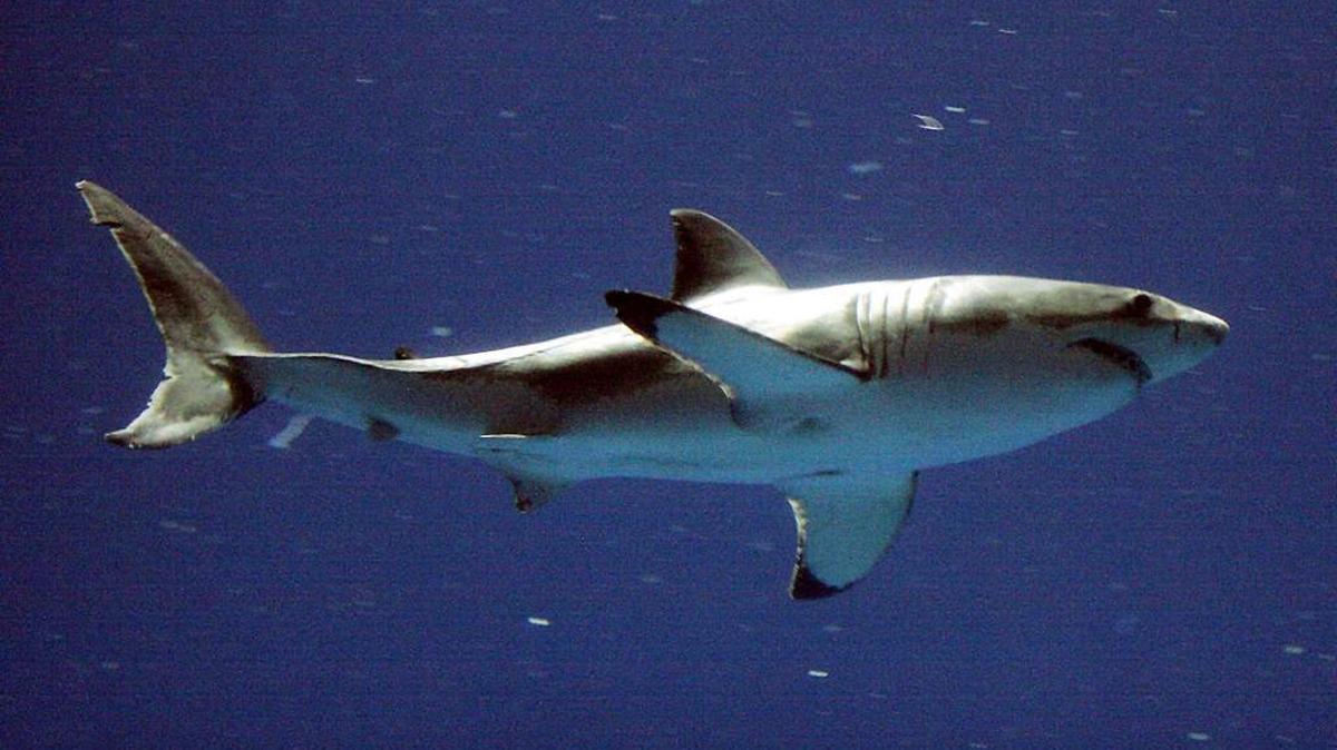 In this Sept. 14, 2004, file photo, a great white shark swims at the Monterey Bay Aquarium's Outer Bay Exhibit in Monterey, Calif. Swimmers and surfers today are about 90 percent less likely to be attacked by sharks off Californias coast than they were in the 1950s, despite the fact that there are hundreds of thousands of more people in the water, according to a new study.