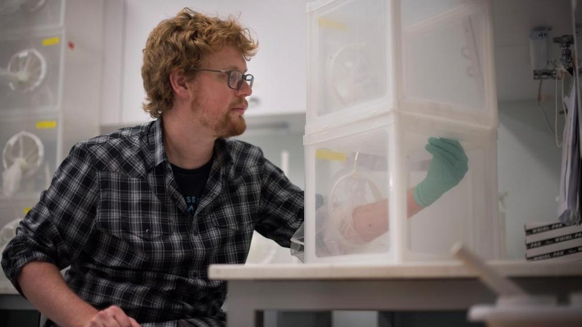 Ben Matthews, a postdoctoral fellow at Rockefeller University, allows Aedes aegypti mosquitos to bite him, because they needed to feed in order to lay eggs, in New York, Feb. 11, 2016. The DNA from the mosquito’s offspring are being used to create a new genome map. With the Zika virus spreading by mosquito bite, researchers say the genome map will help them fight the disease.