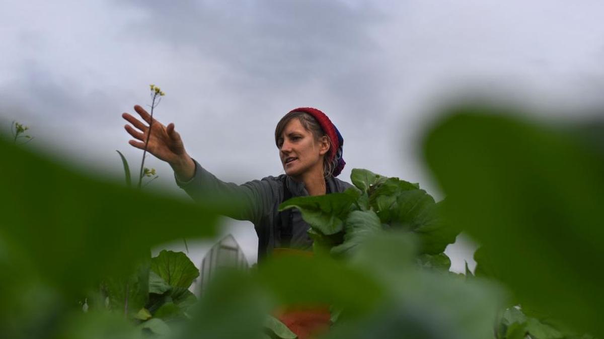 Liz Whitehurst picks greens at Owl’s Nest Farm in Upper Marlboro, Maryland, on Nov. 9. Whitehurst is the owner and operator of the farm, which sells its produce at a D.C.-area farmers market, to restaurants and through CSA shares.