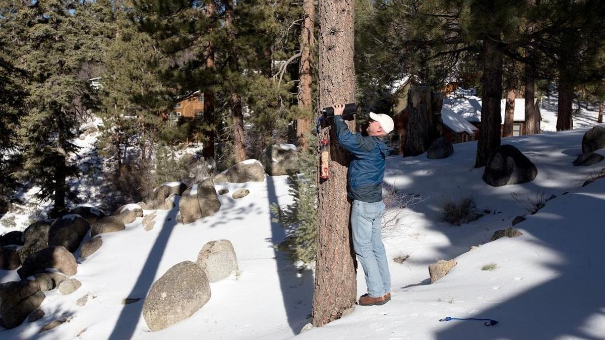 Mammologist Scott Tremor of the San Diego Natural History Museum in Big Bear Lake installing a bird feeder and a hair-collection tube near the home of a person assisting in his research on the San Bernardino flying squirrel.