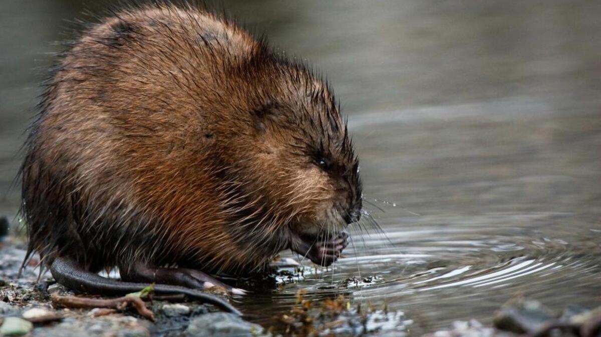 A muskrat feeds on the roots of a plant near Coeur d'Alene, Idaho. The RCMP has requested 4,470 winter hats made of muskrat fur; each one requires the pelts of two to three muskrats.