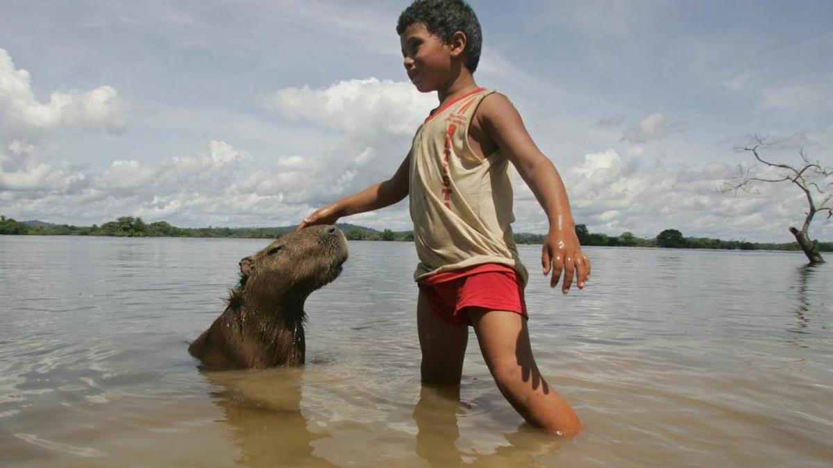 A boy plays with a capybara on the banks of the Xingu River near Altamira, in Para state, Brazil in 2008. Brazilian federal prosecutors say the livelihoods of families living in areas to be flooded by a massive hydroelectric dam being built in Brazil’s Amazon jungle state of Para are being endangered and recommend that their removal be suspended.