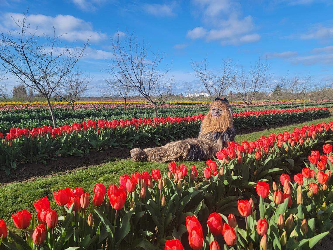 Tulips are blooming in Western WA. Plan your visit to Skagit Valley festival