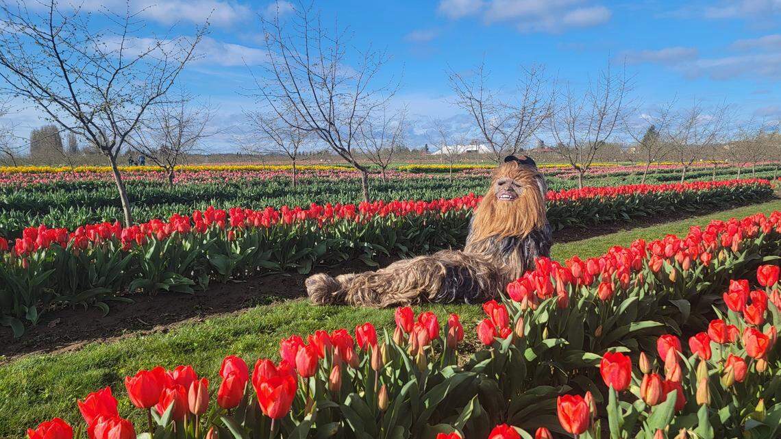 Tulips are blooming in Western WA. Plan your visit to Skagit Valley festival