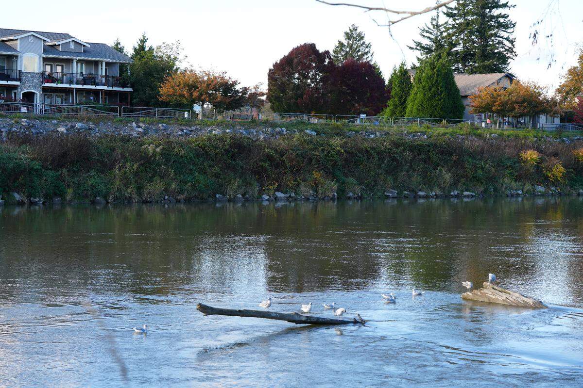 The Nooksack River flows on October 17, 2024, along Centennial Riverwalk Park near Main Street Bridge in Ferndale, Wash.