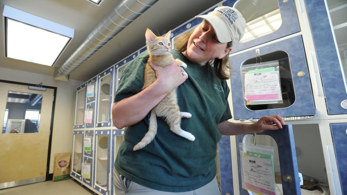 
Whatcom Humane Society Executive Director Laura Clark holds Selma, a kitten up for adoption at the shelter June 17, 2013. Outgoing Bellingham City Council member Jack Weiss said he’d like to require cat owners to license their cats, raising money for the shelter’s spay and neurter program as well as caring for abandoned, lost or feral cats.
