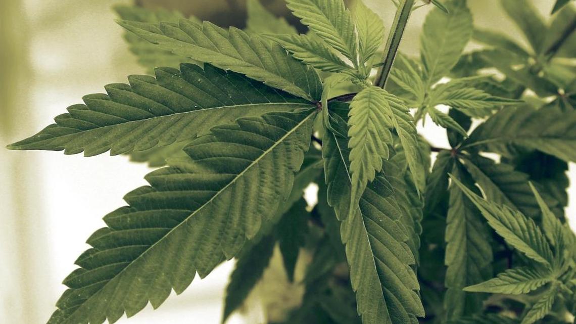 Recreational pot dispensary offers drive-thru in Las Vegas