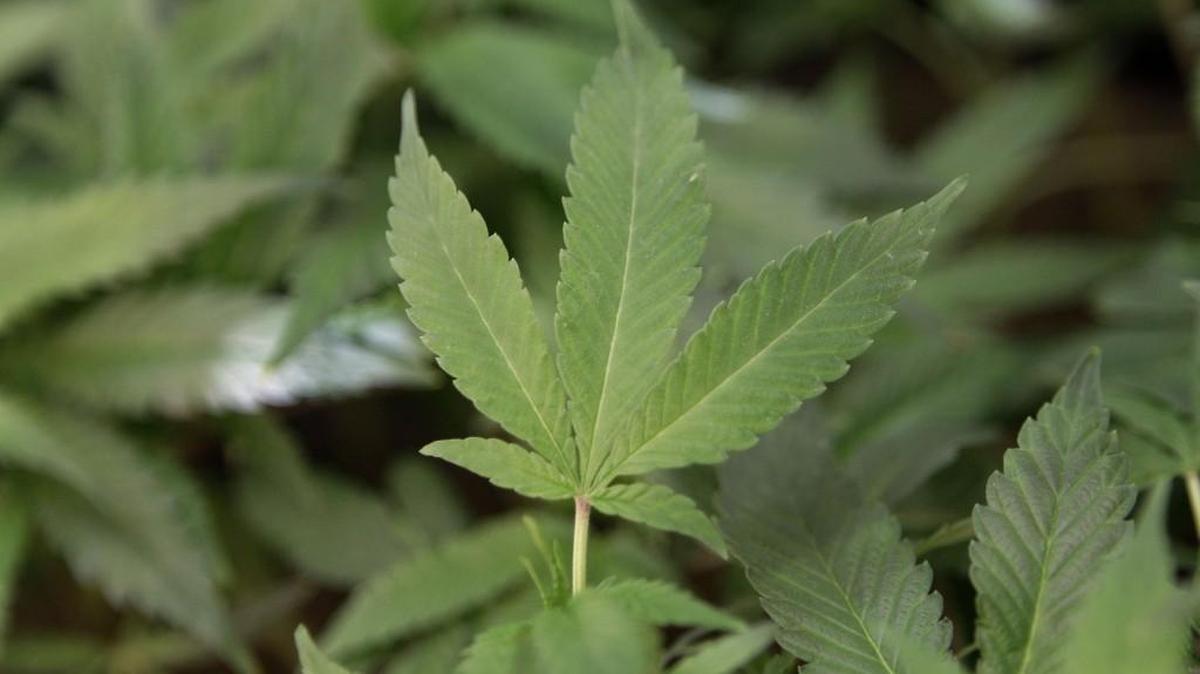 According to a report by ArcView Market Research, 86 percent of Americans live in a state that allows some degree of legal cannabis use.