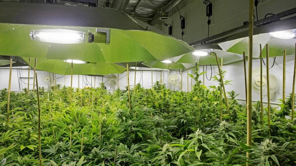 Marijuana plants in a flower room at the grow facility for Sense of Healing dispensary in Denver in December. A former foreign-exchange executive at Tullett Prebon has put $1 million into Amercanex Corp., an electronic cannabis-trading platform that handles sales of about 100 to 150 pounds of weed a week.
