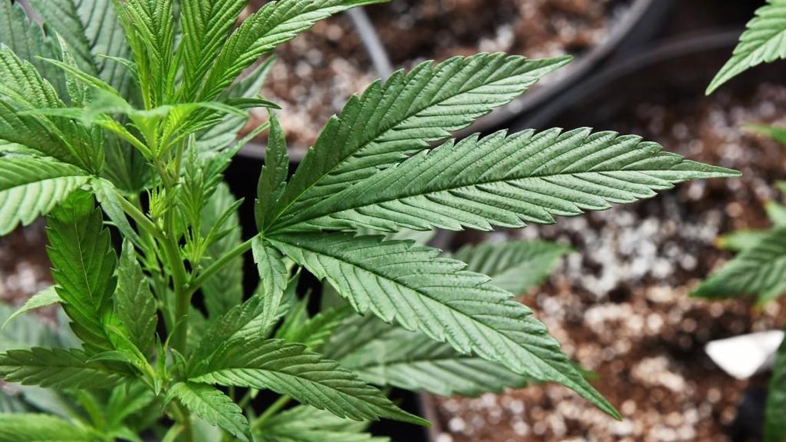 Can’t pay for your medical marijuana? A new fund might help