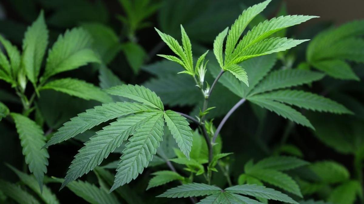 In this 2013 photo, marijuana clone plants that are used to grow medical marijuana are displayed under a light at a medical marijuana cooperative in Seattle.