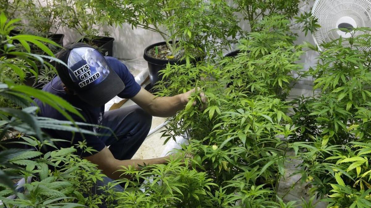 Johnnie Seitz tends to plants at Sea of Green Farms, a recreational pot grower and processor in Seattle, in 2014. Four years after Washington voters approved an initiative to legalize recreational marijuana use, the state is working on a new license for researchers to grow marijuana for scientific study.