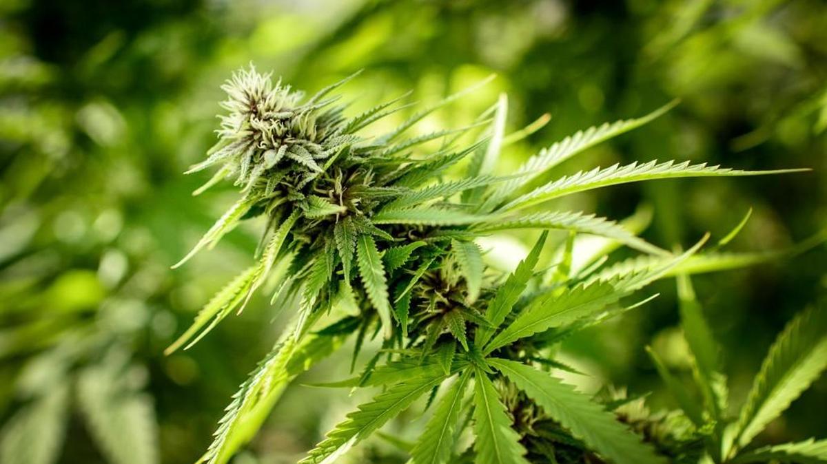 Marijuana producers and processors must file with and receive approval from the Puget Sound Clean Air Agency.
