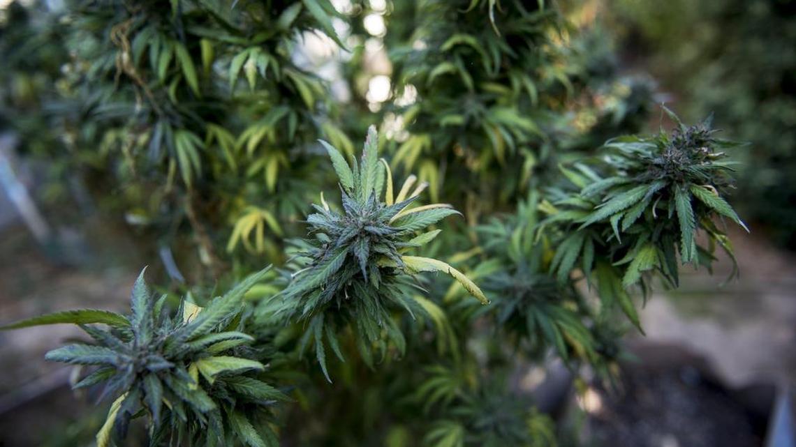 Should you be allowed to grow your own pot? It’s now up to Legislature