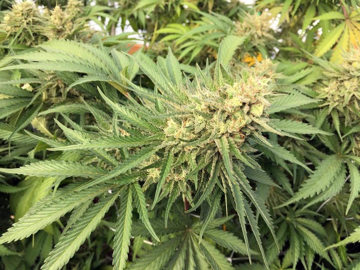 A marijuana plant is seen before harvesting at a rural area on Sept. 30, 2016 near Corvallis, Ore. Oregon’s regulations for retail marijuana have evolved to reflect the level of testing that the state’s labs, and cannabis industry, can handle.
