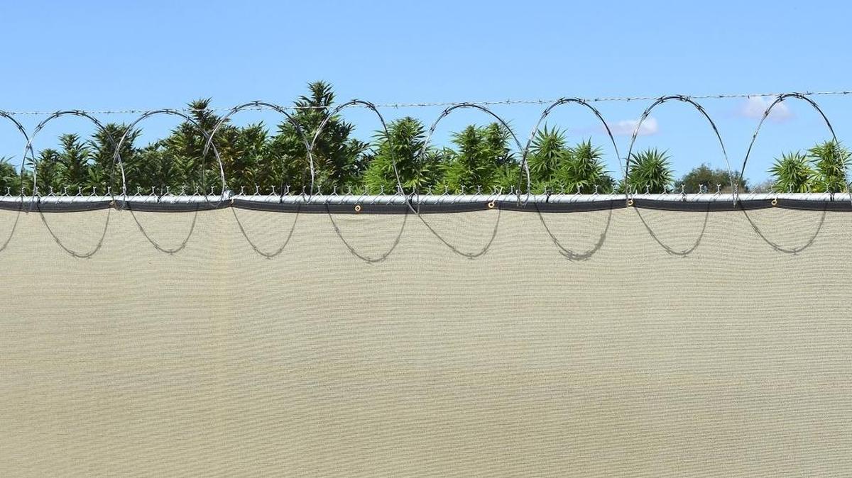 Marijuana plants loom over an 8-foot fence at a n outdoor growing site on the Old Inland Highway outside Prosser, Washington.