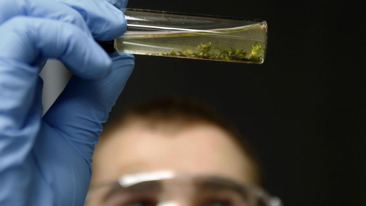 Braden Doane tests a sample at the Werc Shop in Bellevue, Wash., one of 12 labs that are approved by the state for microbial and potency testing of recreational marijuana.