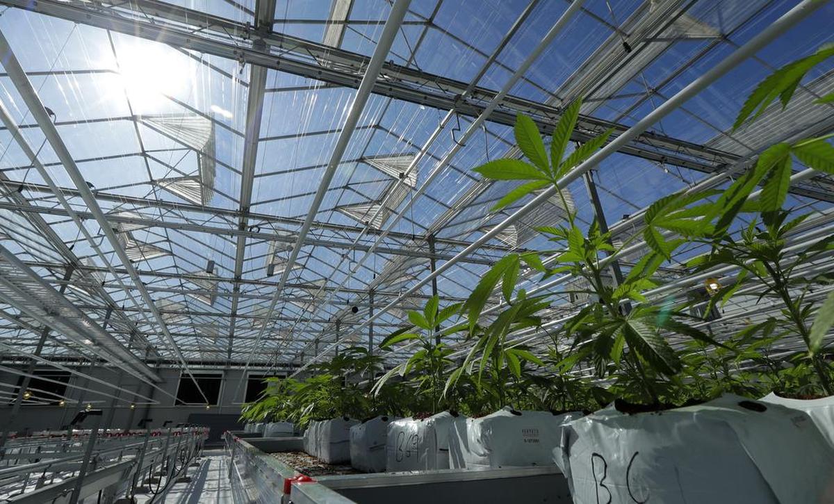 Marijuana grows in a massive tomato greenhouse being renovated to grow pot in Delta, British Columbia, that is operated by Pure Sunfarms, a joint venture between tomato grower Village Farms International, and a licensed medical marijuana producer, Emerald Health Therapeutics. On Oct. 17, Canada will become the second and largest country with a legal national marijuana marketplace.