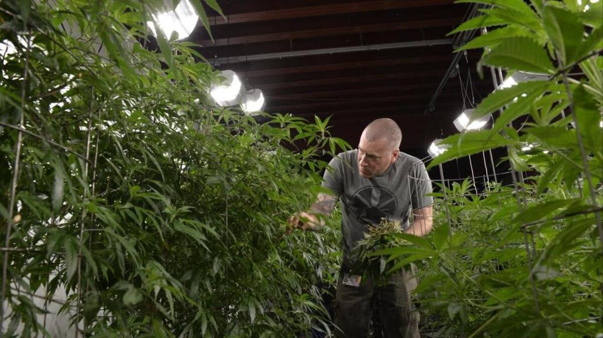 Nick Cihlar, co-owner of Subdued Excitement Inc., checks his plants at his marijuana growing company in Ferndale April 13, 2015. A new University of Washington study says the state has enough legal growing operations to meet demand, so applications for new ones likely will be denied.