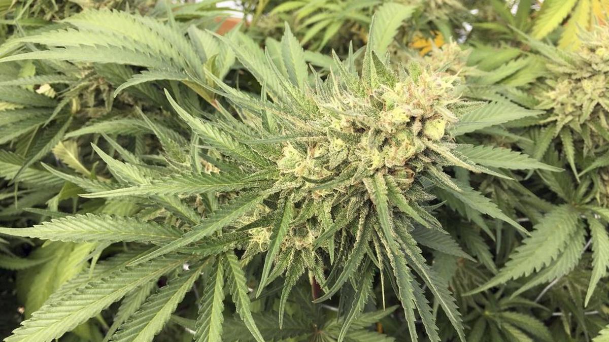 A marijuana bud is seen before harvesting at a rural area near Corvallis, Ore., Sept. 30, 2016.