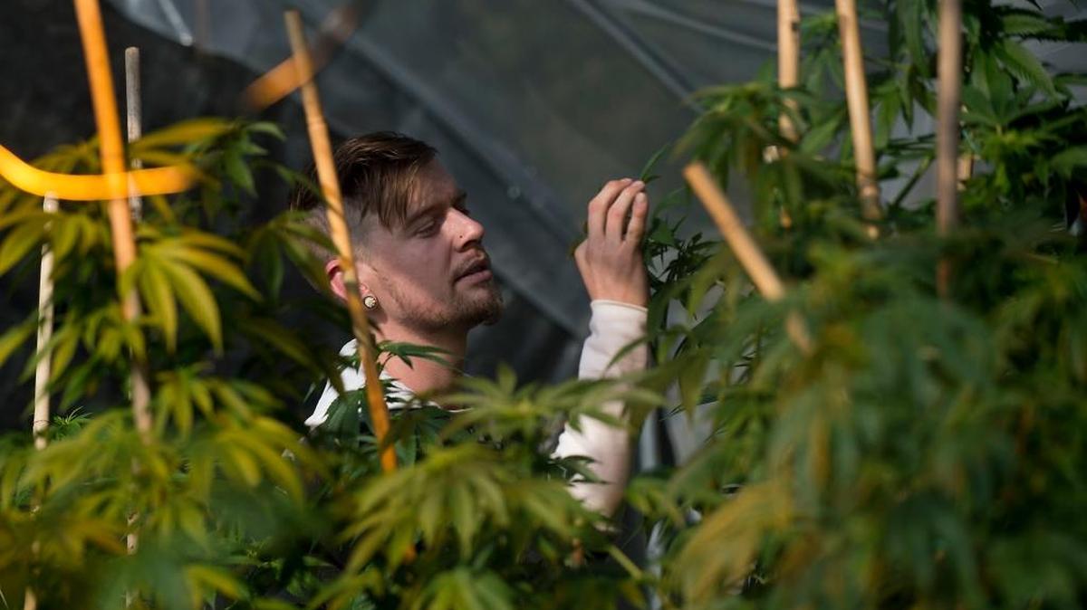 Marijuana grower Basil McMahon inspects his crop in Grass Valley on Thursday.