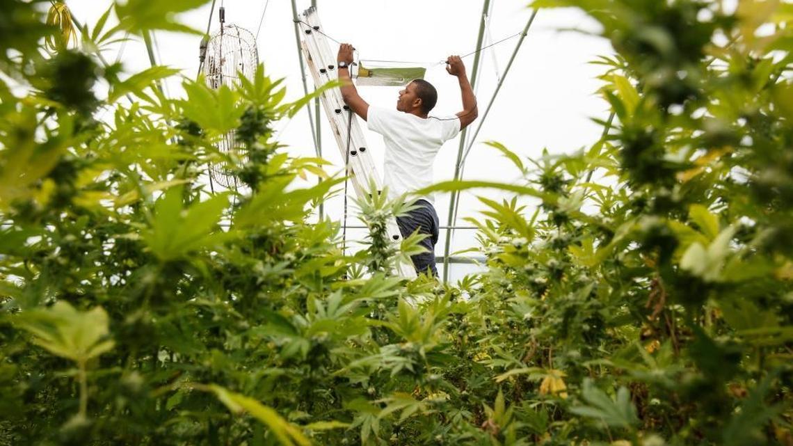 A new kind of family farm – growing pot outdoors in Washington