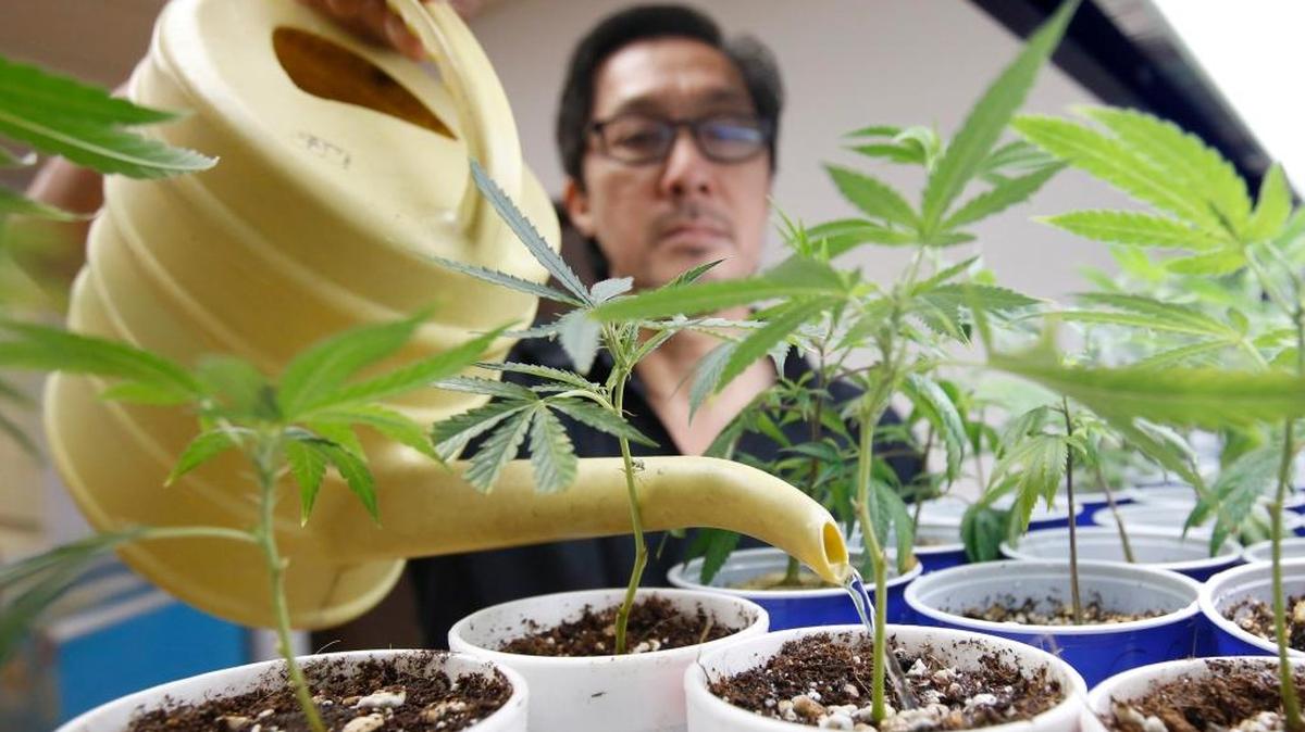 Canna Care employee John Hough waters young marijuana plants at the medical marijuana dispensary in Sacramento, Calif., in 2015. A pair of bills pending in the California Legislature would create the first statewide regulations for medical marijuana growers, manufacturers of pot-infused products, and distributors such as storefront dispensaries and delivery services.