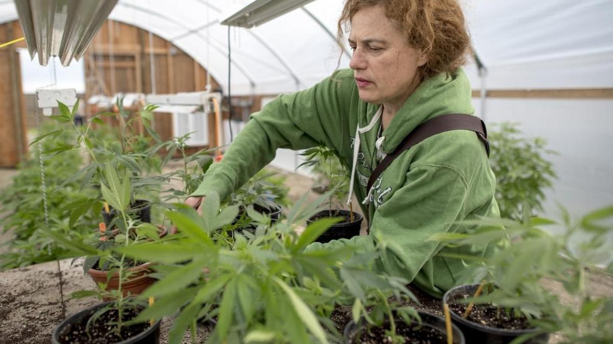Robin Miller, a marijuana grower and principle with Yolo Botanicals at one of the greenhouses in Woodland, Calif., on Friday, March 10, 2017. Yolo County and a Swiss Company, SICPA, are partnering with marijuana growers in a $30,000 pilot program to establish a “track and trace” method to guide locally grown pot from farm to market and guarantee that products are labeled for potency, tested for pesticides and kept from being diverted to the black market.
