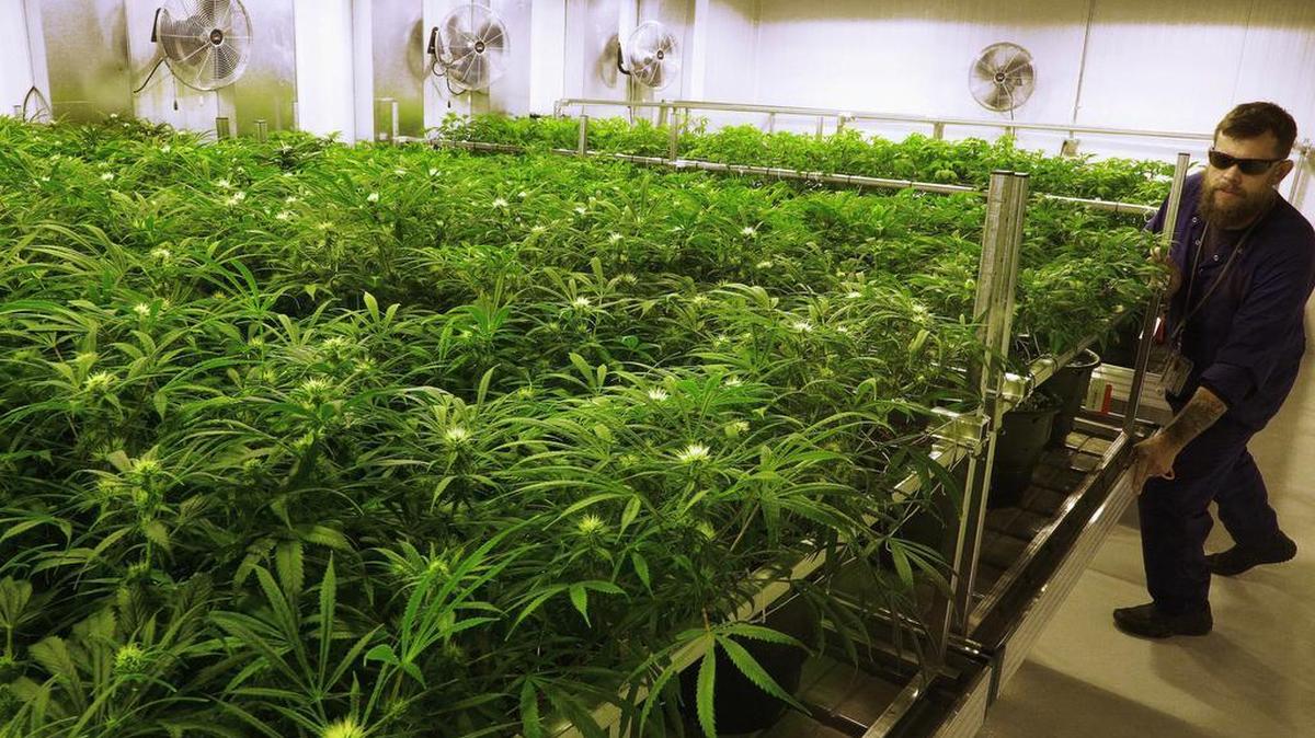 FILE - In this Sept. 15, 2015 file photo, lead grower Dave Wilson cares for marijuana plants in the “Flower Room” at the Ataraxia medical marijuana cultivation center in Albion, Ill.