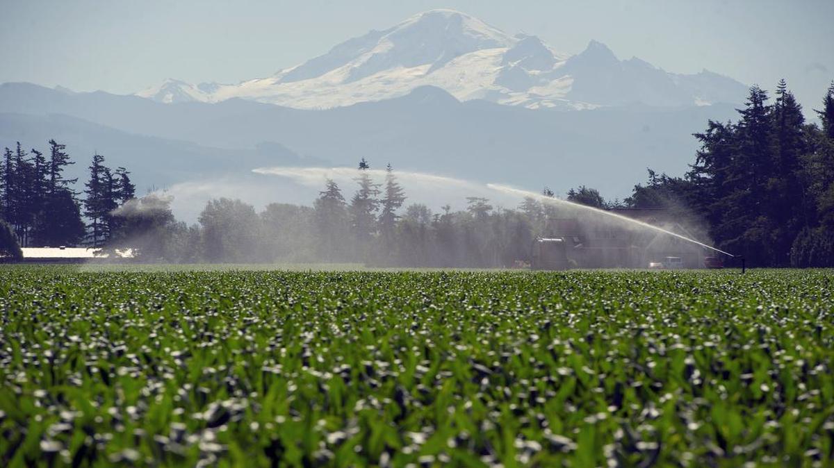 A water gun sprays a cornfield along the Guide Meridian Road south of Lynden Friday morning, June 26, 2015.

