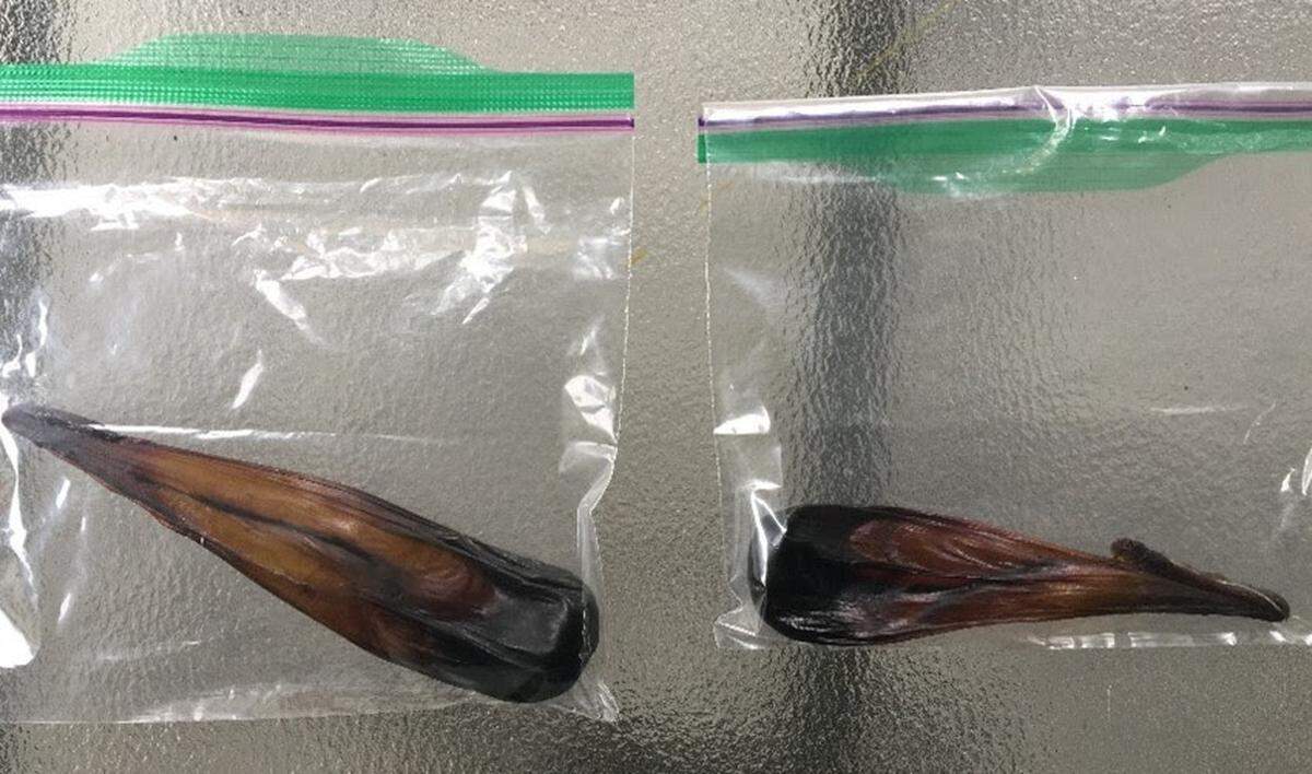A Skagit County woman was sentenced for illegally trafficking in black bear parts including gallbladders. Bear gallbladders are thought to have medicinal value in some parts of the world.
