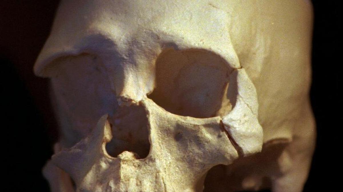 A plastic casting of the skull from the bones known as Kennewick Man, is shown in in Richland, Wash., in 1997. The 9,000-year-old Kennewick Man is set to receive Native American burial after decades in limbo.