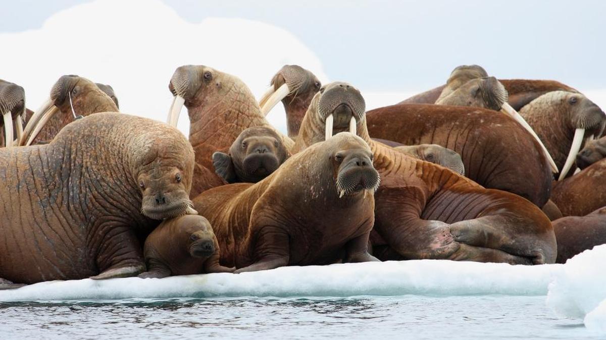 Adult female walruses rest on an ice flow with young walruses in the Eastern Chukchi Sea, Alaska, in July 2012.
