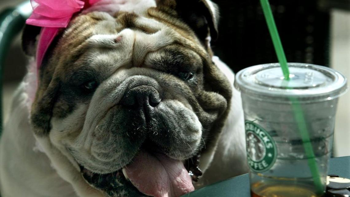 Starbucks has announced it will offer free tall-sized Teavana Shaken Iced Teas from 1-2 p.m. Friday.