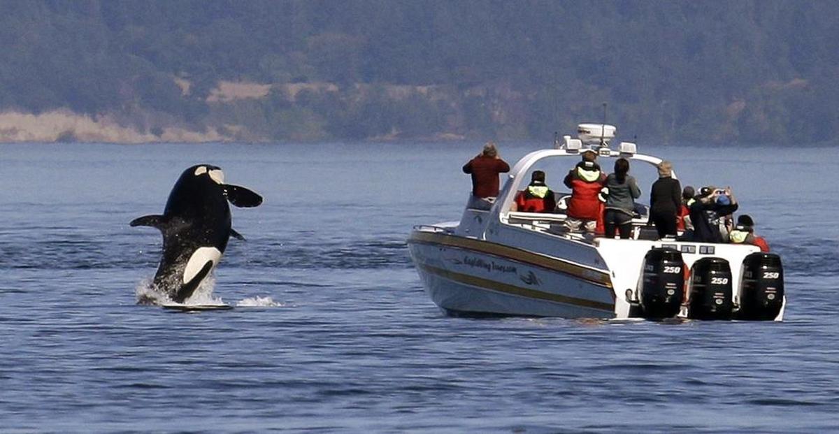 An orca leaps near a whale watching-boat in the Salish Sea in the San Juan Islands. By federal and state law, boaters are required to stay 200 yards parallel from the orcas and give them 400 yards in front.