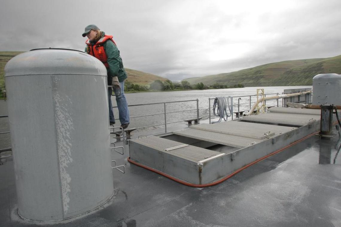 Barge rider Suzette Frazier checks for debris in an aerator used to oxygenate water in the tanks of the juvenile fish barge holding nearly 36,000 chinook, steelhead and coho juveniles collected at Lower Granite Dam on the Snake River.